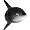 somerset profile image