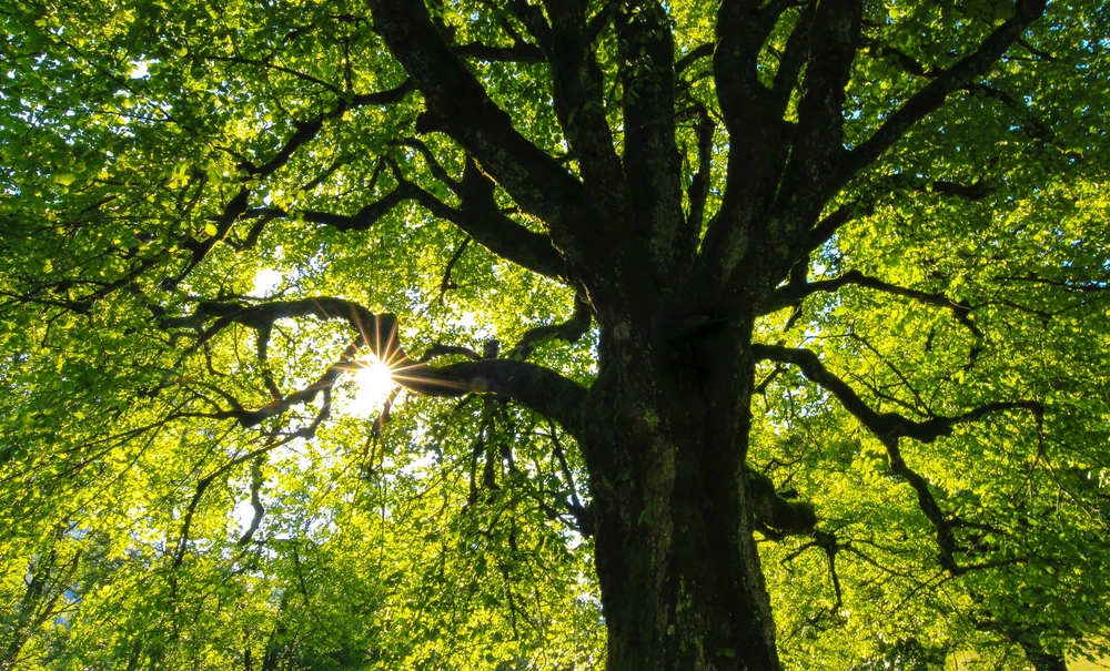 Cover image for building a basic markdown editor: unified, trees and data