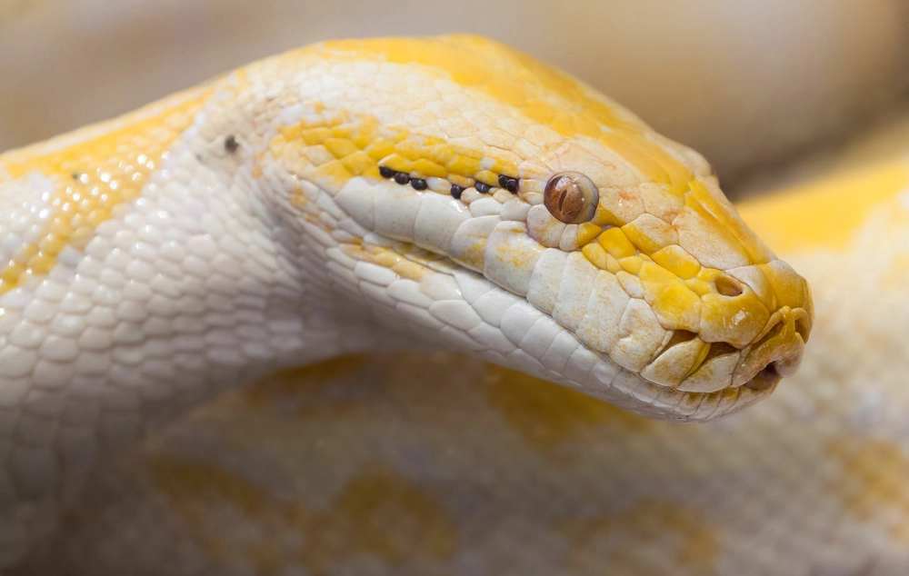 Cover image for Top 10 Python Libraries