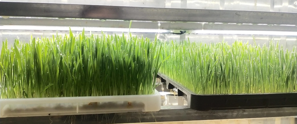 Is Hydroponic Fodder Healthier for Livestock Than Traditional Forage?