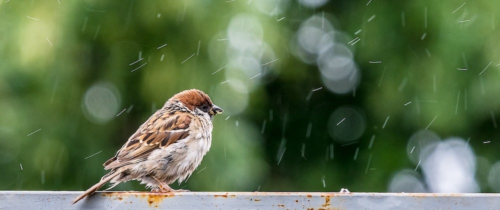 Cover image for Capstone 1: Weather Forecasting App