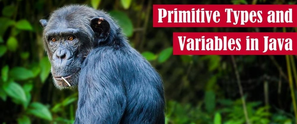 Cover image for Primitive Types and Variables in Java