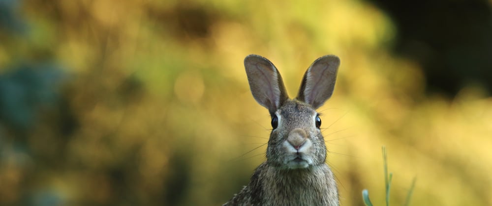 Cover image for In And Out Of Rabbit Holes