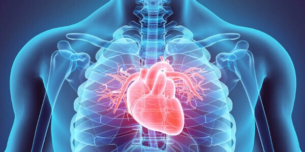 Saúde Cardiovascular e Prevenção