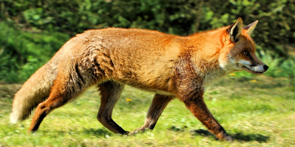 How to update Firefox on Ubuntu Linux DEV Community