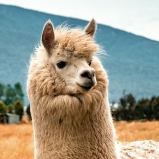 Lotta Llamas profile picture