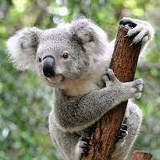 Koala profile picture