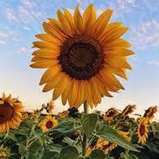 sunflower profile picture