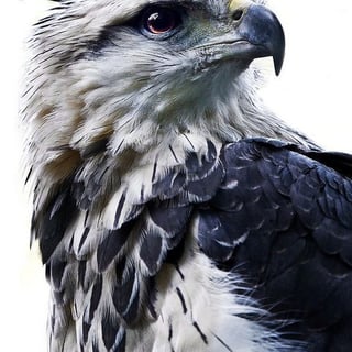 Hawk Tian profile picture