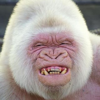 VanillaGorilla profile picture