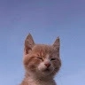 Tim Vučina profile picture