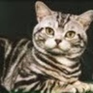 maverickpuss profile picture