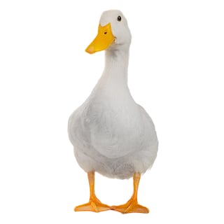 Anonymous Duck profile picture