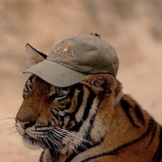 Tiger333 profile picture