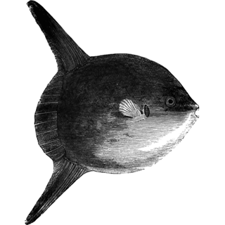 Tony profile picture