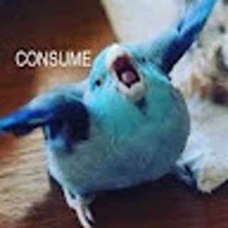 Talking Birb profile picture