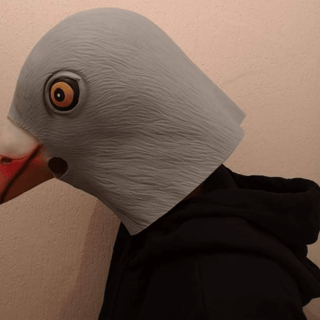 Pigeon Codeur profile picture