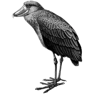 Vanator