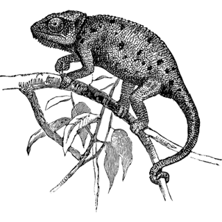 Bssgl profile picture