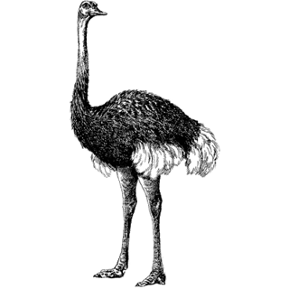 weichao Liu profile picture