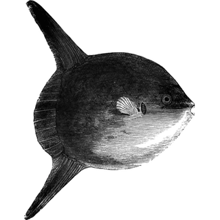 Eduard Hardy profile picture