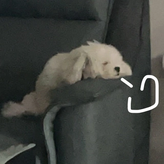 Vanesia profile picture