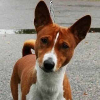 GhostBasenji profile picture