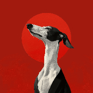 whippet-code profile picture