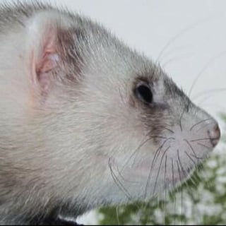 Peter profile picture