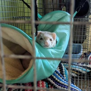 ferretcode profile picture