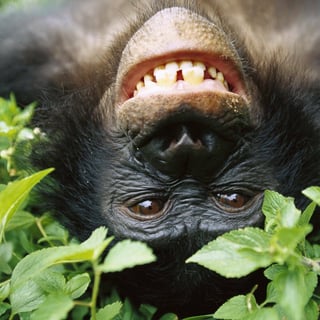 bonobo profile picture