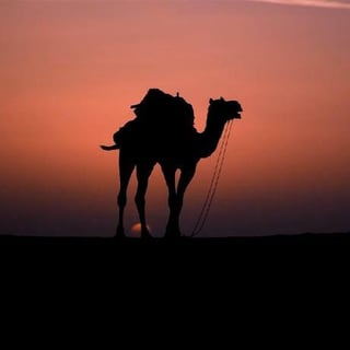 camel lu profile picture