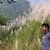 gupta