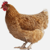 cyborgchicken profile image