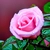 pinkroseflower profile image
