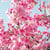 cherryblossom000 profile image