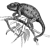 Bssgl