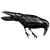firuza_blitz profile image