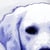 dog_smile_factory profile image