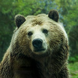 A Brown Bear