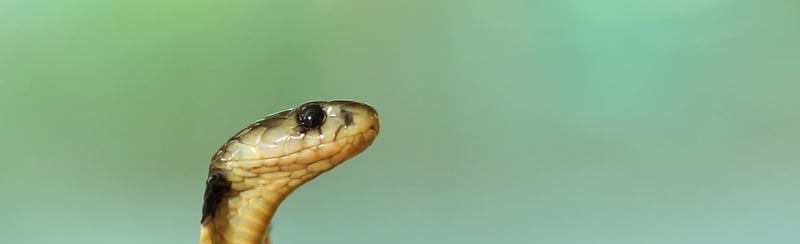 A snake head looking right in a long wide image