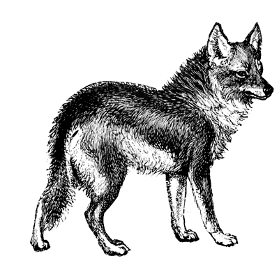 npolyak