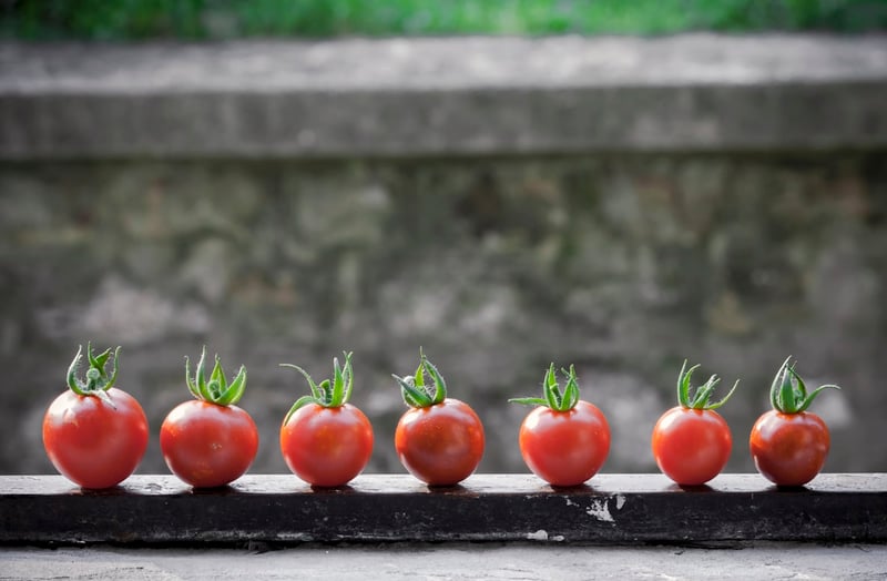 Tomatoes lined up on a window shelf in front of a blurred background