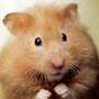 jacklehamster profile