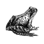spiderbird profile