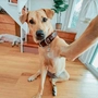 pet