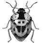 psalmorg profile