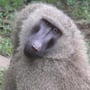 ravenous_baboon profile