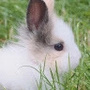 qianwen_guo profile