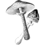 fabuxo profile